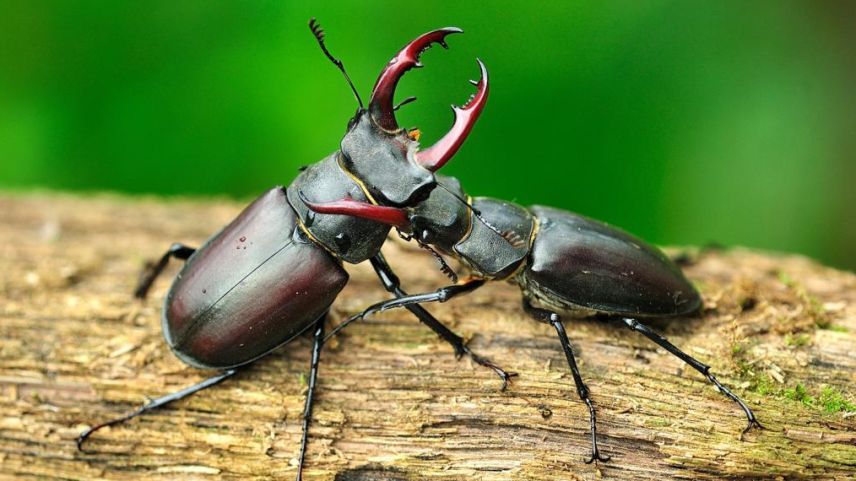 Insects da bellezza, sco per exaimpel il scarafag dal diavel, vegnan muossats ill’exposiziun speciala dal Parc Naziunal Svizzer a Zernez (fotografia: mad).