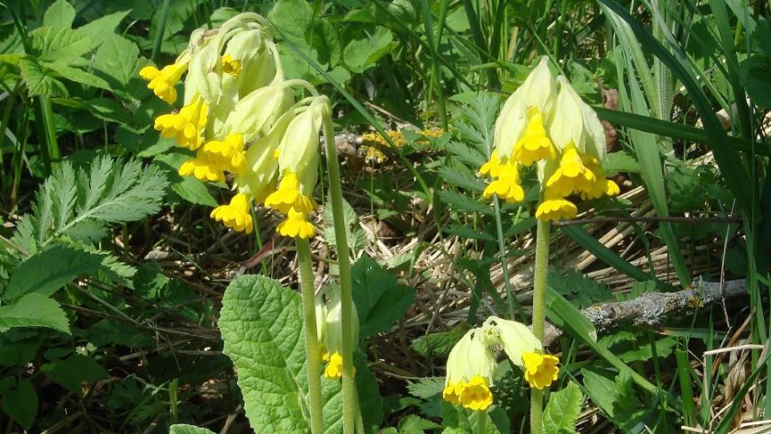 La primula gelgua es ün planta da plüs ons chi surviva l’inviern grazcha a seis rizom (fotografia: mad).