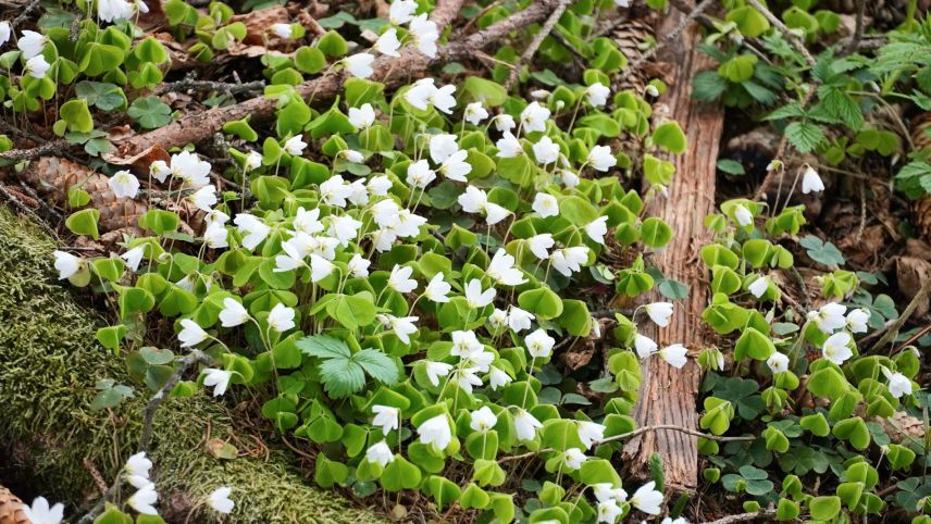 Der Gemeine Sauerklee fällt als junge Pflanze durch die jungen Blätter auf. Die reifen Blätter sind dunkler, die Blüten können weiss sein oder in seltenen Fällen einen Rosaton aufweisen. Fotos: Jürg Baeder