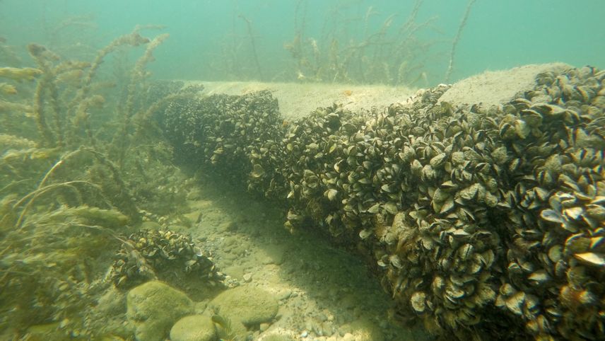 Die invasive Quaggamuschel sorgt schnell und nachhaltig für grosse Schäden an Unterwasserinfrastruktur und stört das ökologische Gleichgewicht erheblich. Foto: Eawag/Linda Haltiner