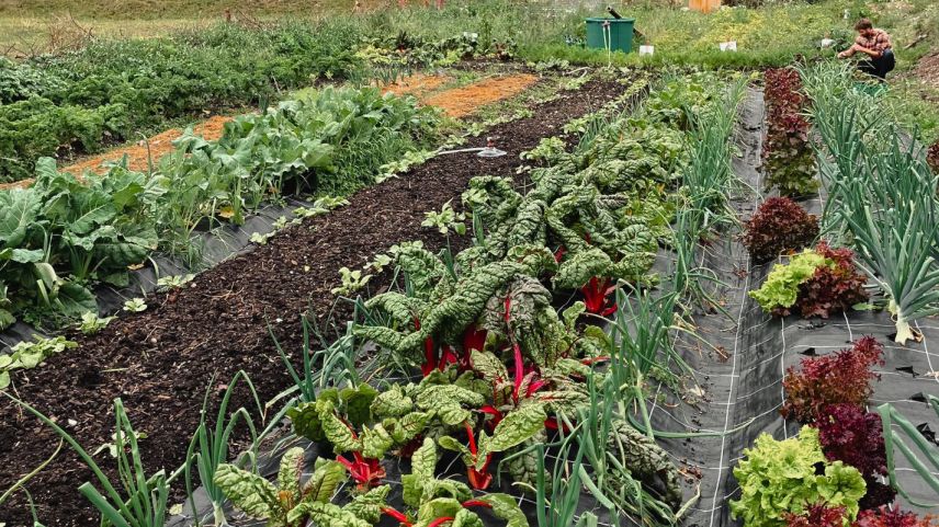 Der Hauser Garden setzt mit seiner Permakultur auf ein nachhaltiges Gemüseangebot. Für die Optimierung ist der Bau von zwei kleinen Gewächshäusern geplant. Das ermöglicht dem Hotel, bereits im Frühling Setzlinge zu ziehen.					Fotos: z. Vfg