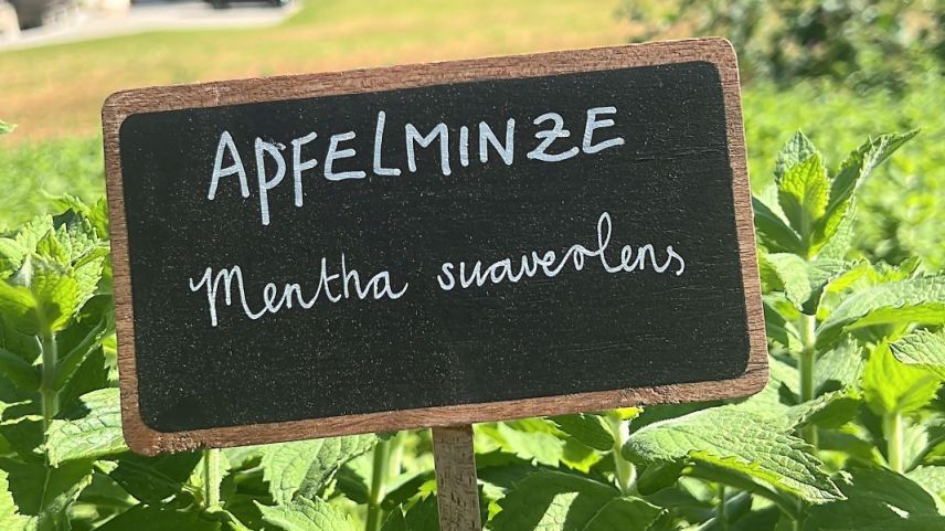 Las erbas e fluors creschan a Ftan sün 1600 meters sur mar (fotografia: Stalletta Kräuter).