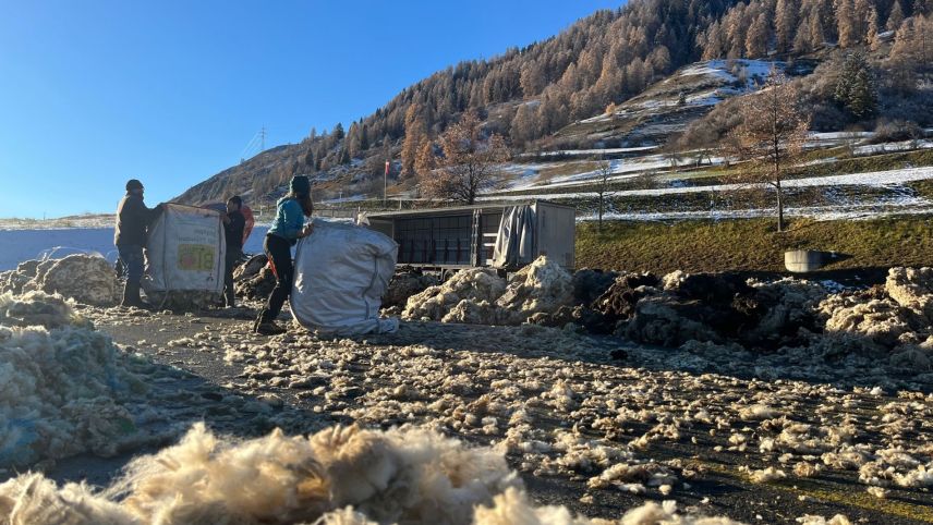 Dürant duos uras es gnüda pakettada aint la lana engiadinaisa (fotografia: Martin Camichel).