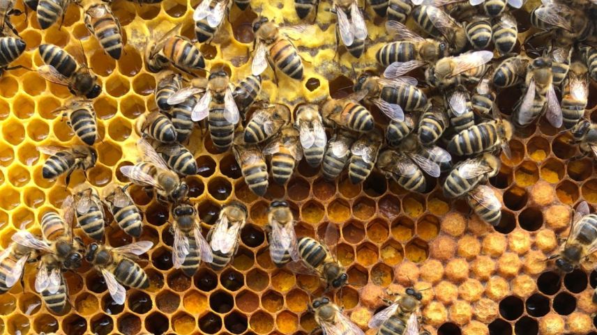 Bienen summen nicht nur, sie können sogar gurren. Foto: Curdin Tones