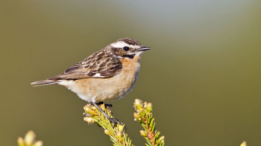 Braunkehlchen sind Wiesenbrüter und deswegen eine gefährdete Vogelart. Foto: Marcel Burkhardt/Schweizerische Vogelwarte