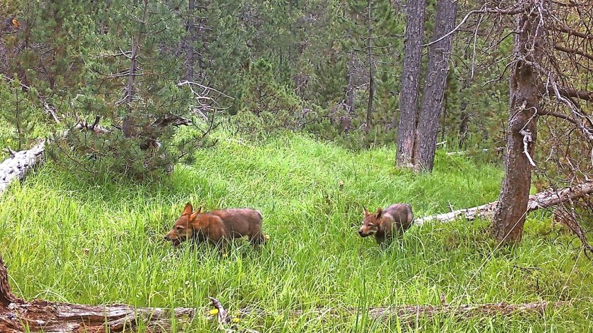 Il tröp da lufs dal 2024 domicilià sül Pass dal Fuorn e dimena per part eir i’l territori dal Parc Naziunala Svizzer. Malgrà critica e petiziun es quel tröp gnü eliminà dürant l’ultima fasa da regulaziun. fotografia: Parc Naziunal Svizzer