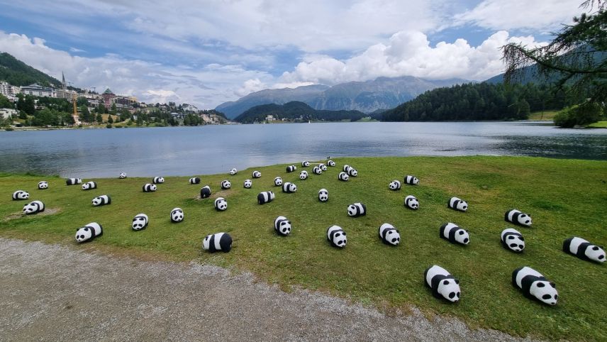 50 Pandabären aus Pappmaché machten am Mittwoch am Ufer des St. Moritzersees Werbung für den WWF Graubünden und sein 50-Jahr-Jubiläum. Foto: Beat Deplazes/WWF Graubünden