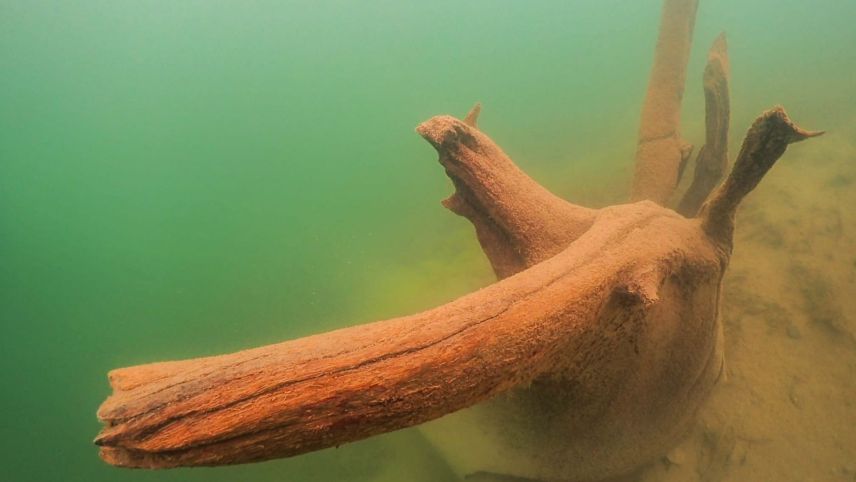 Die Unterseebäume sind über 1440 Jahre alt und liegen oder stehen in einer Tiefe von sechs bis 30 Metern. Fotos: Benoit Pierroz
