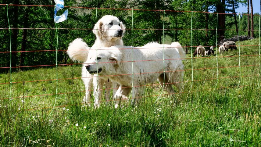 Vor 25 Jahren lanciert der WWF Graubünden das Projekt «Herdenschutz Graubünden», heute ein institutionalisiertes Projekt. Fotos: Jon Duschletta