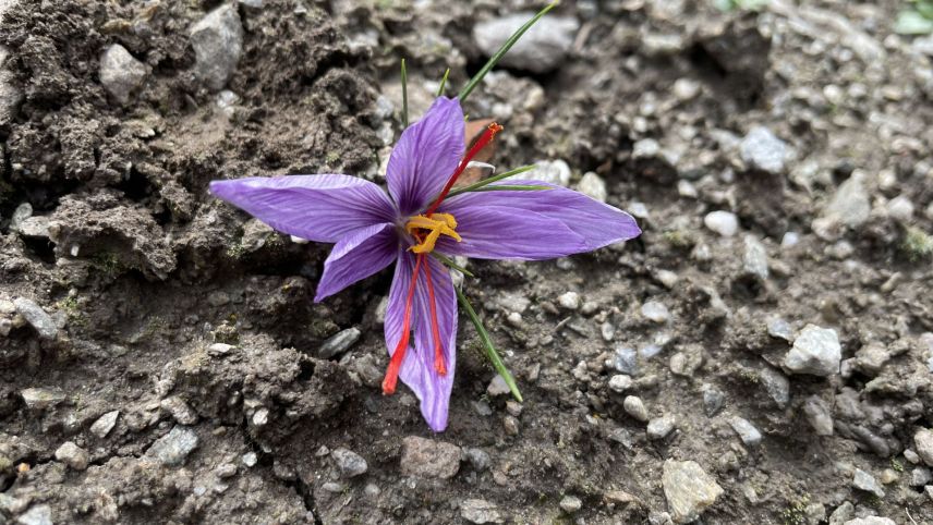 Safran ist eine Krokuspflanze, die auch im Engadin und in der Val Müstair gut wächst. Foto: Fadrina Hofmann