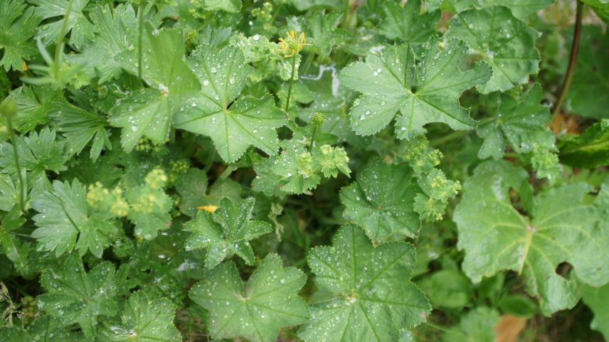 Der Frauenmantel wird als Bestandteil von Tees und für medizinische Anwendungen eingesetzt. Foto: Jürg Baeder
