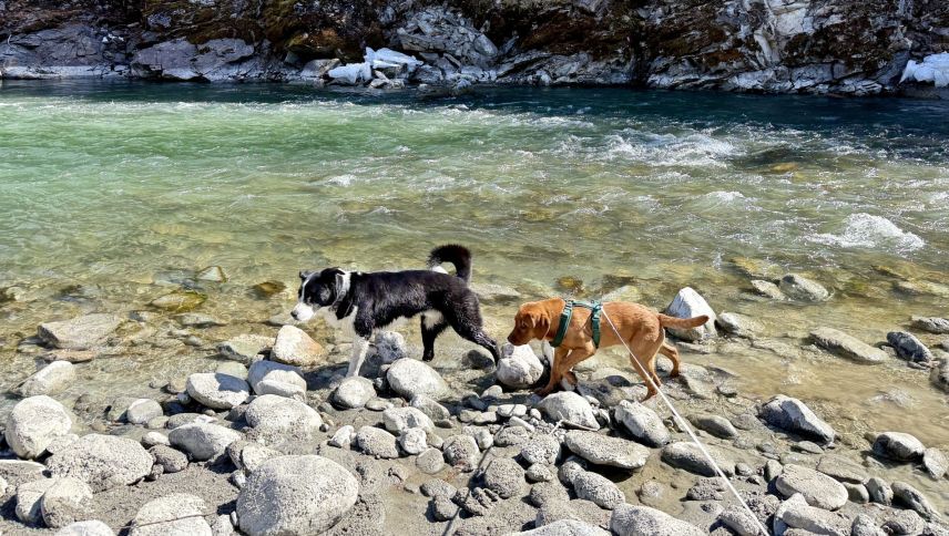 Der einäugige Milo und der kleine Scout sind meistens gemeinsam auf Achse. Foto: Fadrina Hofmann