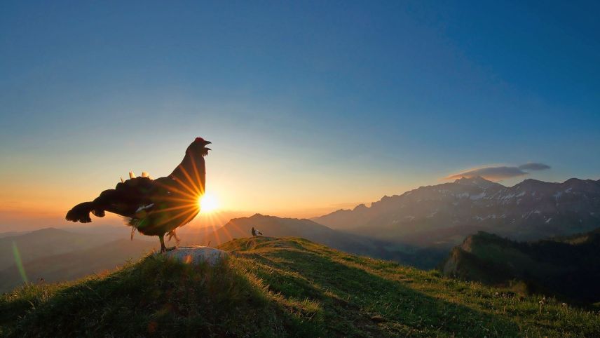 Zwei Birkhähne führen bei Sonnenaufgang auf dem Balzplatz ihren Balztanz auf. Foto: Levi Fitze