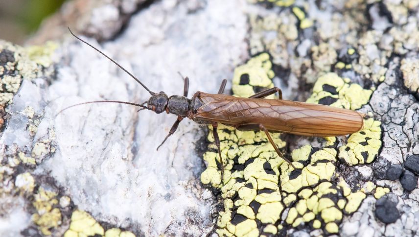 Die Steinfliege «Leuctras sesvenna». Foto: Christian Roesti