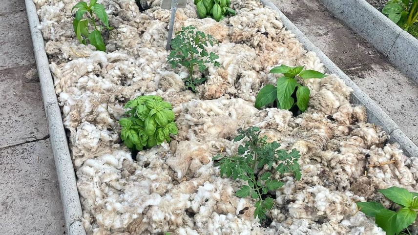 Schafswolle kann dank ihrer guten Eigenschaften auch als Dünger im Garten eingesetzt werden. 