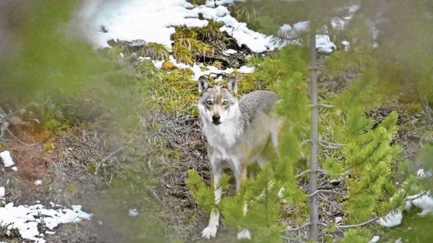 Viva in Engiadina Bassa il prüm pêrin da lufs? (fotografia: Parc Naziunal Svizzer).