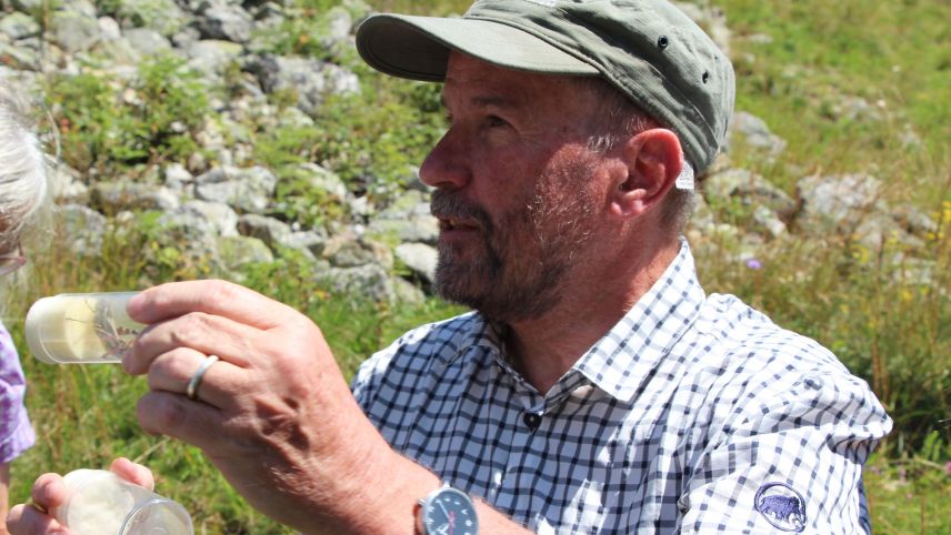 In den Insektengläsern von David Jenny sind Grosse Höckerschrecken. Oben posiert dabei ein Männchen, unten ein Weibchen.