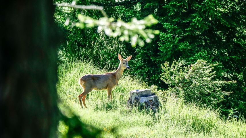 In Regionen mit grossen Wald-Wild-Konflikten muss auch der Rehbestand stärker reguliert werden, weil das Reh als Schadensverursacher im Wald eine entscheidende Rolle spielt. Foto: Jon Duschletta