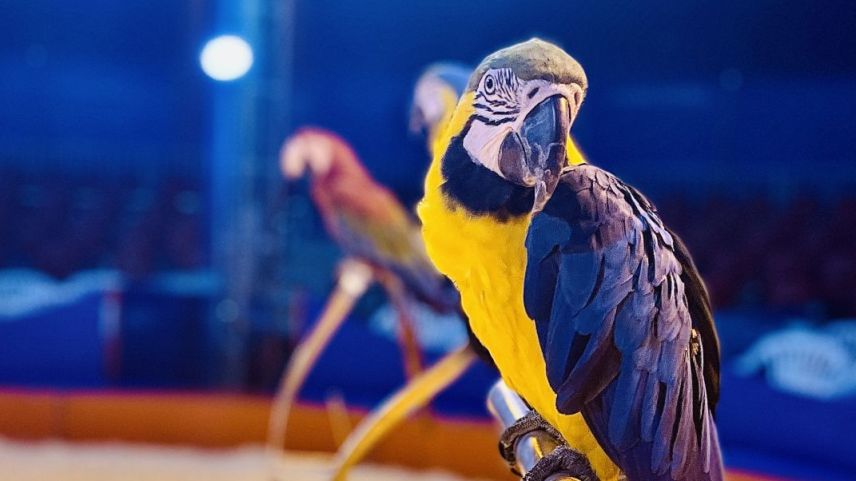 Die Aras sind die Attraktion im Circus Maramber. Foto: Fadrina Hofmann