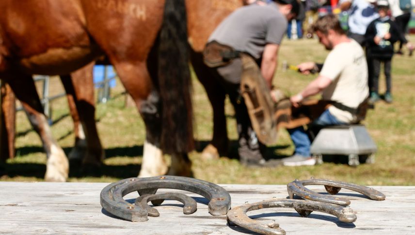 Impressionen der Agrischa 2026 in Zernez. Foto: Jon Duschletta
