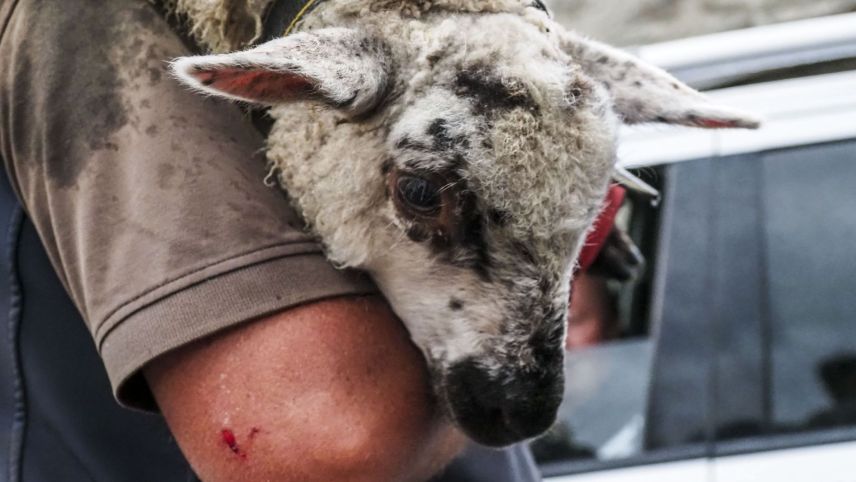 Knapp sechs Monate ist das Jungtier alt. 