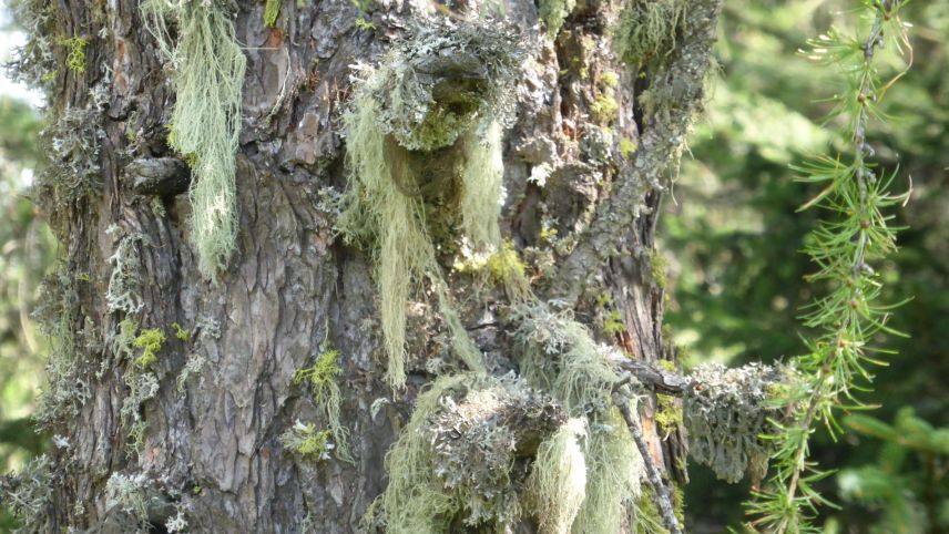 Die Bartflechte ist eine der vielen Flechtenarten, die auf der Halbinsel Chastè vorkommen. Foto: Gregor Kaufmann