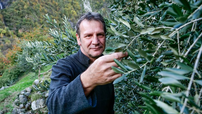 Nicolò Paganini im Olivenhain ob Campascio in der Valposchiavo.