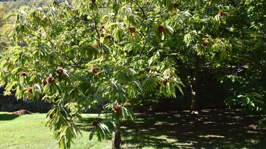 Kastanienbaum in Campocologno, Puschlav. 