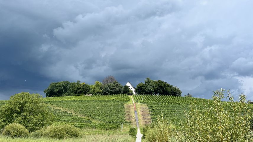Wie angenehm wärs jetzt da oben, auf der Halbinsel Au am Zürichsee. Symbolbild: Jon Duschletta