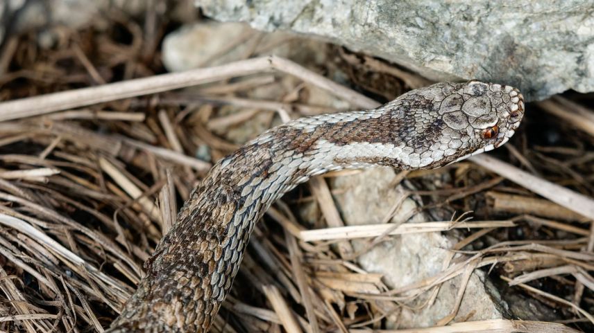 Ein ungechipptes Kreuzotterweibchen mit untypischer Graufärbung. Das ausgeprägte individuelle Schuppenmuster auf der Kopfoberseite ist ein wichtiges Wiedererkennungsmerkmal im Feld für spätere Begegnungen. 