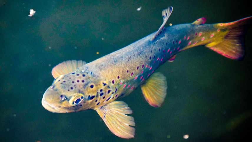 Archivbild: Jon Duschletta