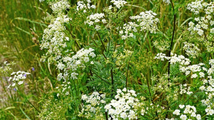 Auch Bauern sind keine Freunde des Schierlings. Foto: Jürg Baeder