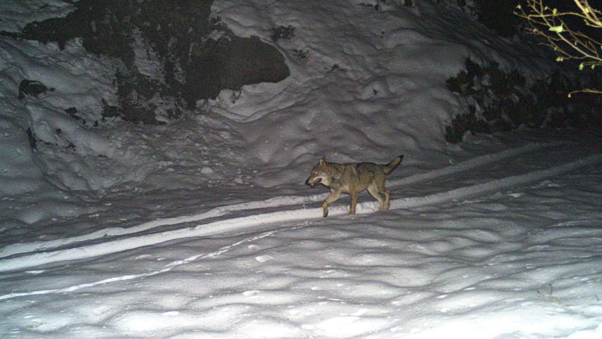 Foto: Amt für Jagd- und Fischerei