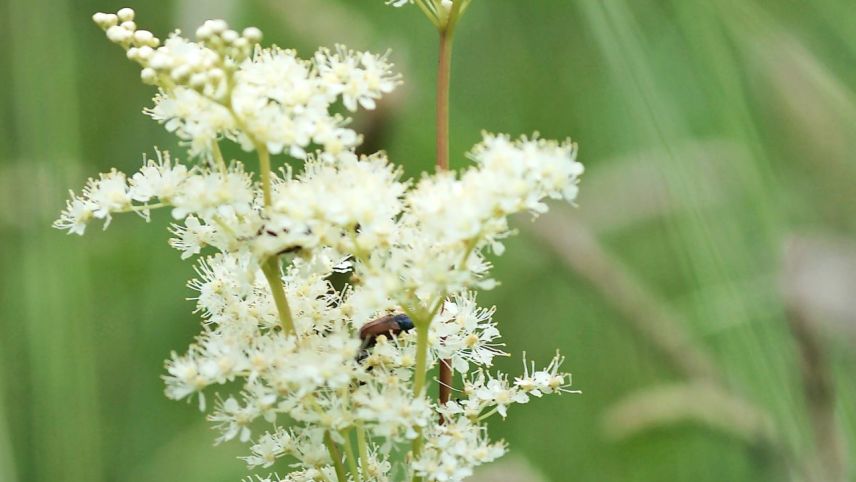 Der Mädesüss ist eine in Europa heimische Pflanze und bevorzugt feuchte, nährstoffreiche Standorte wie Wiesen, Gräben und Bachufer. Fotos: Jürg Baeder