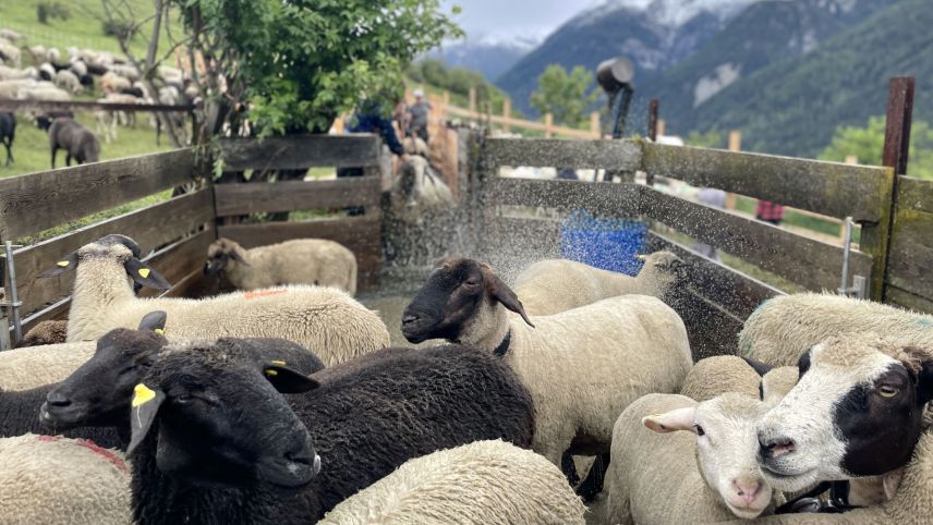 Die Schafe müssen durchs Räudebad, bevor sie auf die Alp dürfen. Foto: Fadrina Hofmann