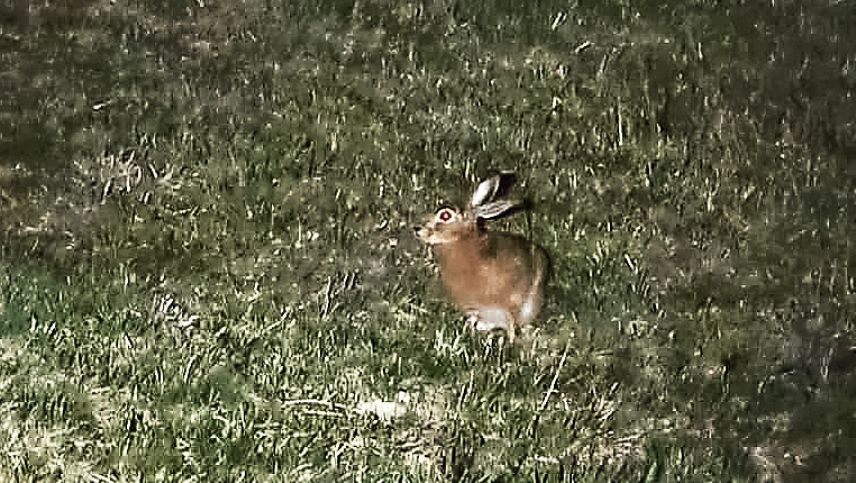 La leivra es fich activa i’l s-chür da la not (fotografia: RTR).