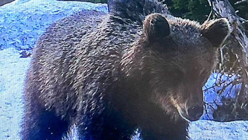 Foto: Schweizerischer Nationalpark