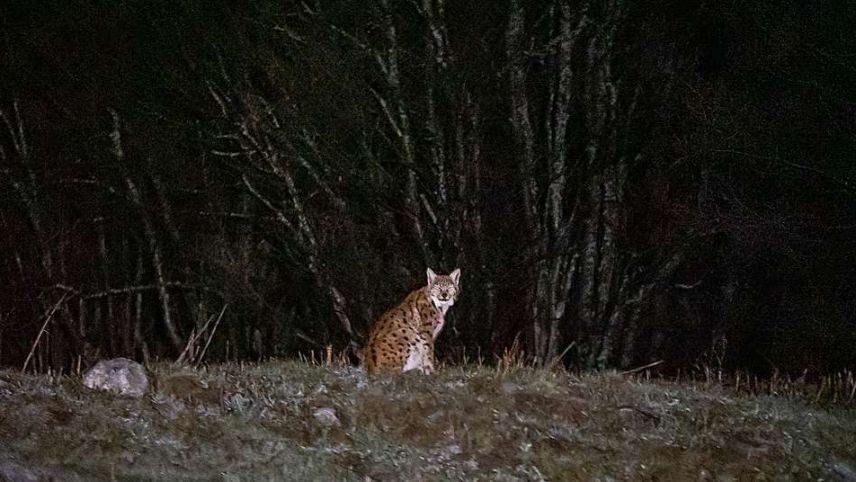Luchs B760 im Unterengadin. Foto: Jon Duschletta
