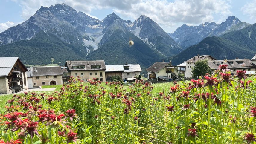 Las erbas e fluors creschan a Ftan sün 1600 meters sur mar (fotografia: Stalletta Kräuter).