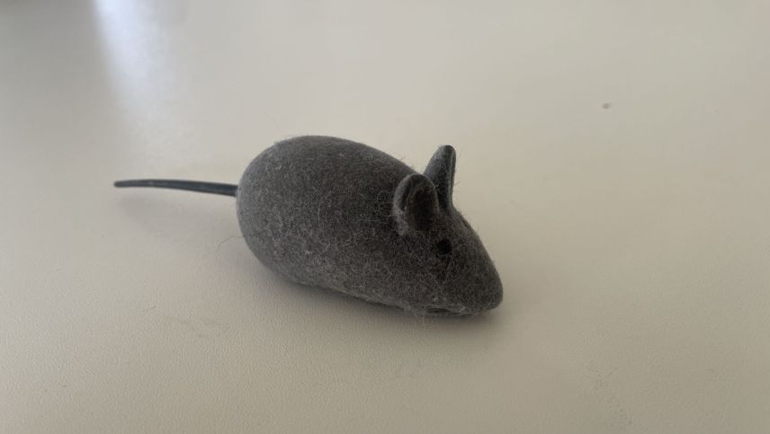 Die "Maus" im Haus. Foto: Reto Stifel