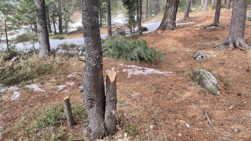 Unter anderem wurden auch Bäume gefällt, wie auf dem Bild zu sehen ist.