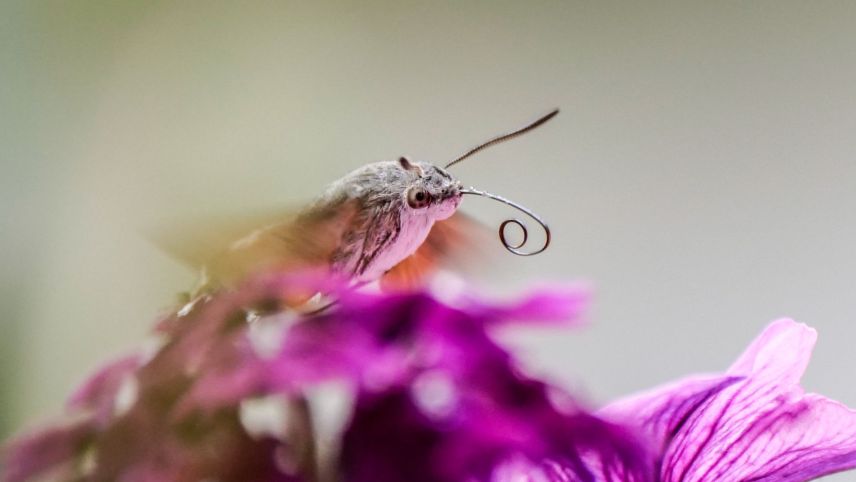 Taubenschwänzchen. Foto: Jon Duschletta
