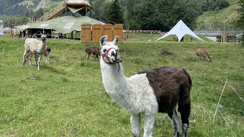 Das Lama ist Maskottchen des KALA 24.  Foto: Fadrina Hofmann 
