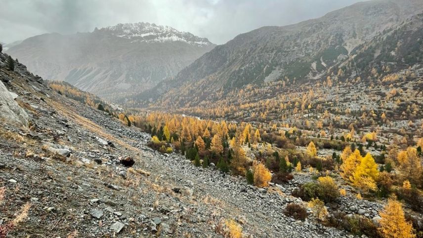 Blick aus der Val Morteratsch mit Moräne und gelben Lärchen.  Foto: Kantonspolizei Graubünden