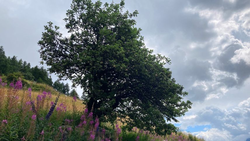 Am Wegesrand in Richtung Guarda steht ein über 100-jähriger Apfelbaum.