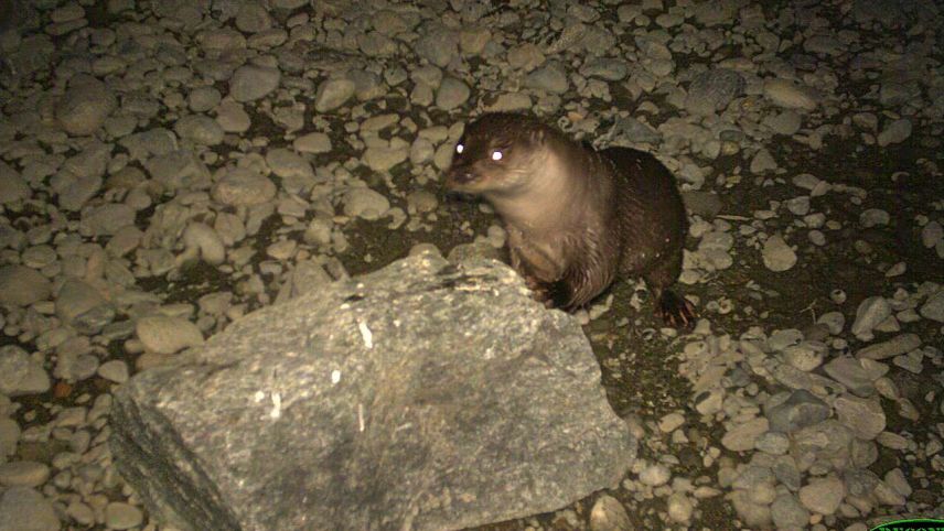 Foto: Amt für Jagd und Fischerei Graubünden