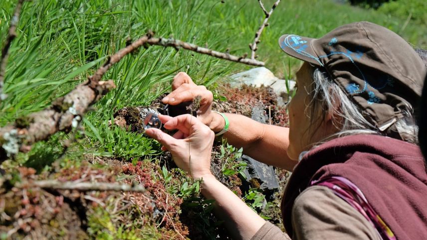 Teilnehmer einer Führung nehmen Moose und Flechten unter die Lupe. Foto: Ruth Pola