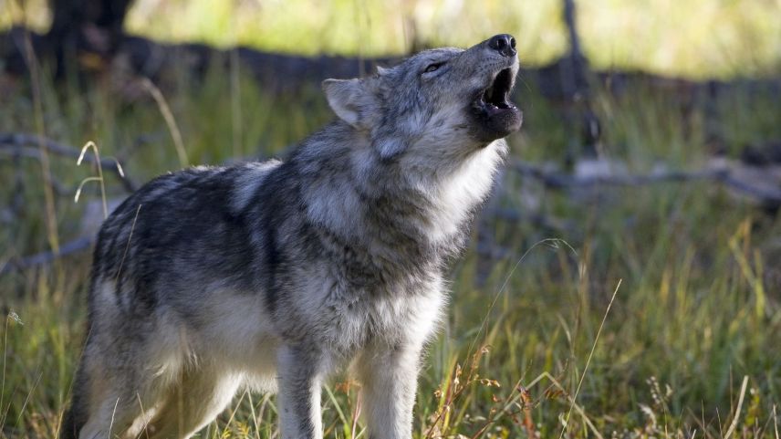 Intant nun han il luf o l’uors chaschunà amo gronds dons illa regiun (fotografia: Peter A. Dettling).