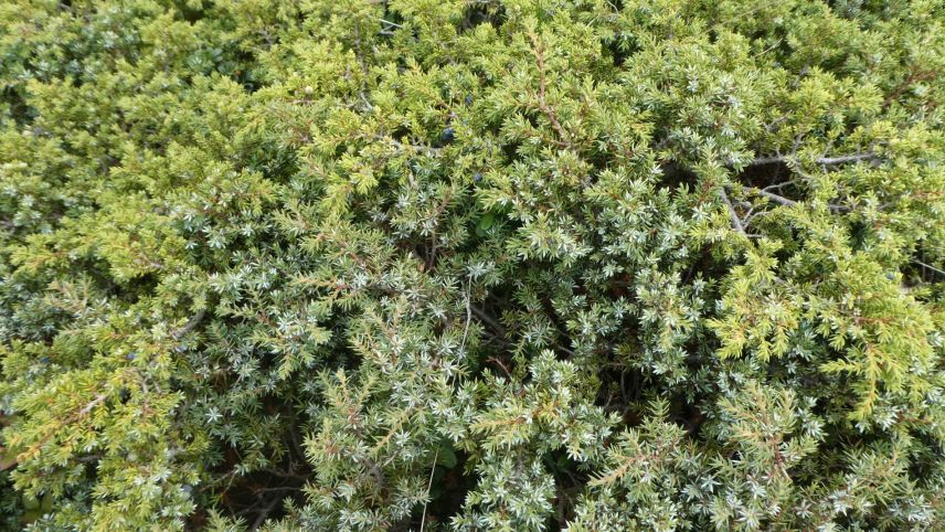 In der Region wächst Wacholder typischerweise am Strauch. 