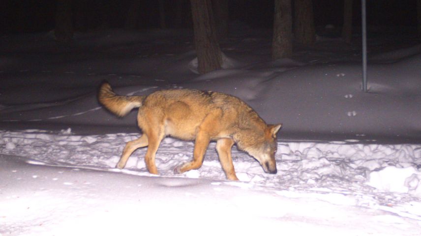 Die Bündner Regierung lehnt die Petition zum Stopp zum Abschuss der Nationalpark-Wölfe ab. Symbolbild: KORA 
